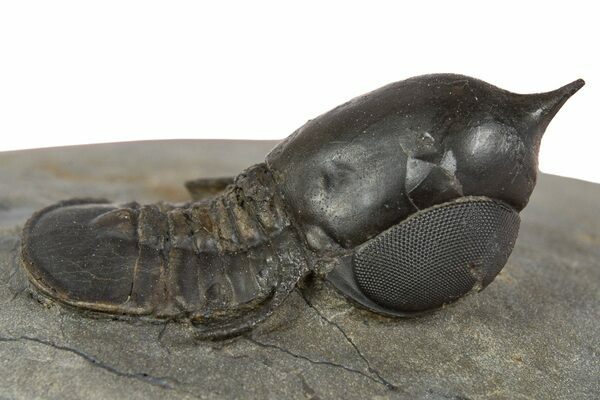 Cyclopyge is a rare, free-swimming trilobite distinguished by its enormous, downward-facing eyes. Its sleek, streamlined body indicates an active life in the open water column instead of along the ocean floor.